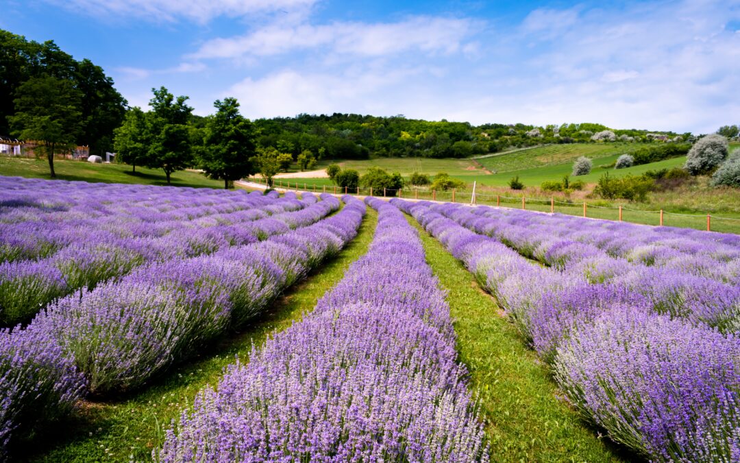Que la gratitude soit comme notre respiration !