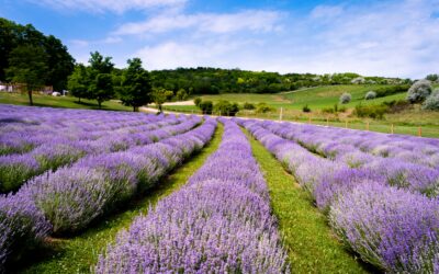 Que la gratitude soit comme notre respiration !