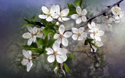 Annonces paroissiales